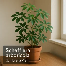 Schefflera Arboricola Umbrella Plant