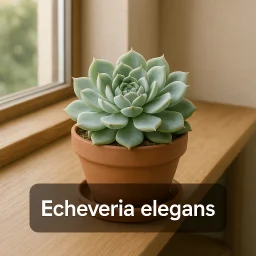 Echeveria Elegans