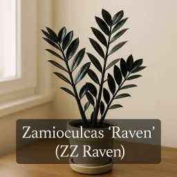 Zamioculcas Raven Zz Raven